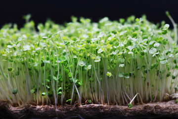 Microgreens grow on a linen rug. Green sprouts of alfalfa on a black background. Selective focus. Close-up. Healthy eating.