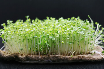 Microgreens grow on a linen rug. Green sprouts of alfalfa on a black background. Selective focus....