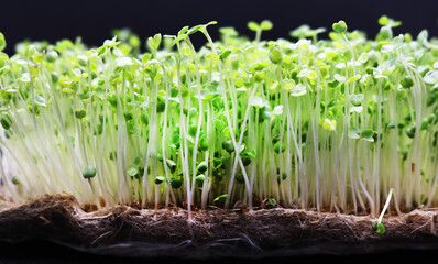 Microgreens grow on a linen rug. Green sprouts of alfalfa on a black background. Selective focus. Close-up. Healthy eating.
