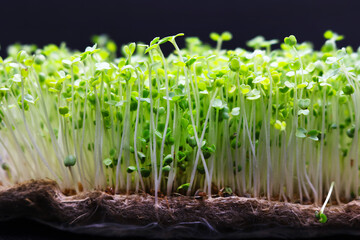 Microgreens grow on a linen rug. Green sprouts of alfalfa on a black background. Selective focus....