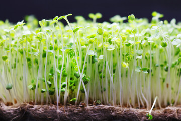 Microgreens grow on a linen rug. Green sprouts of alfalfa on a black background. Selective focus....