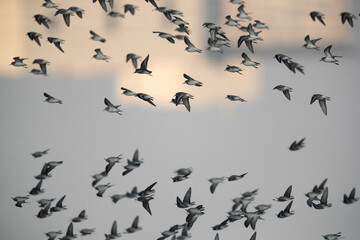 A Little Stints flock flying at Tubli bay during low tide with reflection on water, Bahrain