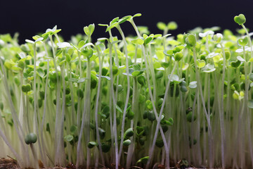 Microgreens grow on a linen rug. Green sprouts of alfalfa on a black background. Selective focus....