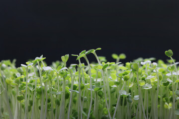 Microgreens grow on a linen rug. Green sprouts of alfalfa on a black background. Selective focus....