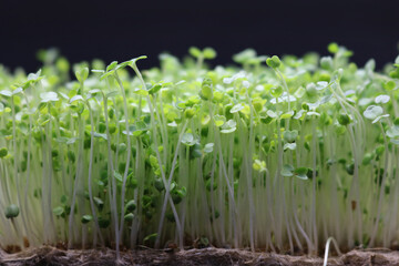 Fototapeta premium Microgreens grow on a linen rug. Green sprouts of alfalfa on a black background. Selective focus. Close-up. Healthy eating.