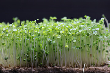 Microgreens grow on a linen rug. Green sprouts of alfalfa on a black background. Selective focus. Close-up. Healthy eating.