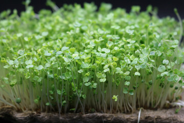Microgreens grow on a linen rug. Green sprouts of alfalfa on a black background. Selective focus. Close-up. Healthy eating.