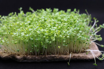 Microgreens grow on a linen rug. Green sprouts of alfalfa on a black background. Selective focus....