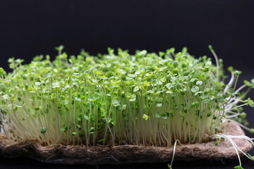 Microgreens grow on a linen rug. Green sprouts of alfalfa on a black background. Selective focus. Close-up. Healthy eating.