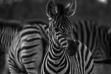 Fototapeta na wymiar Baby-Zebra seen on a safari in Kurger National Park - South Africa.