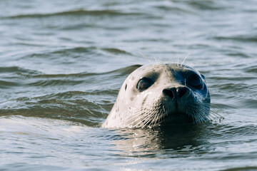 Straight on view of a harbor seal swimming in Puget Sound
