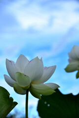 Obraz premium 咲き誇る蓮の花