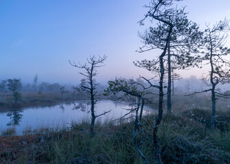 misty mire landscape with swamp pines and traditional mire vegetation, fuzzy background, fog in bog, twilight
