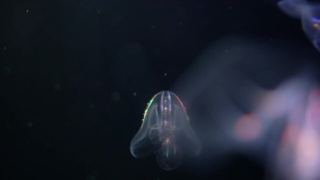 Jellyfish Warty Comb Jelly Mnemiopsis Leidyi 04 