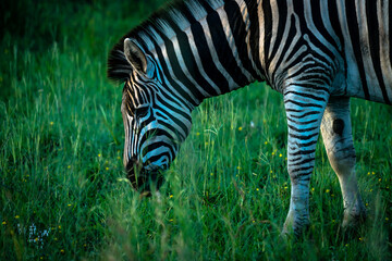 Fototapeta na wymiar Ein Zebra im satten Grün des Kruger Nationalparks während der Regenzeit, Südafrika