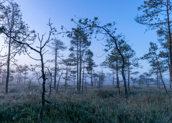 misty mire landscape with swamp pines and traditional mire vegetation, fuzzy background, fog in bog, twilight