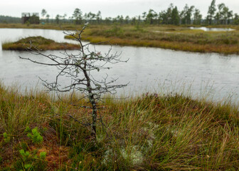rainy day, rainy background, traditional bog landscape, bog lake in the rain, swamp grass and moss,...