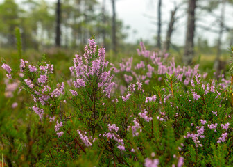 rainy day, rainy background, traditional bog landscape, bog grass and moss, small bog pines during rain, bog in autumn