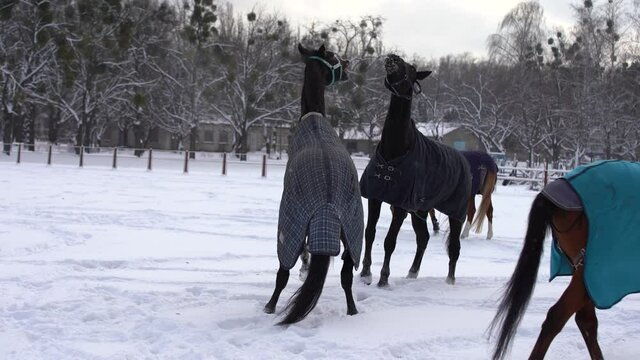 Herd of horses running in the snow