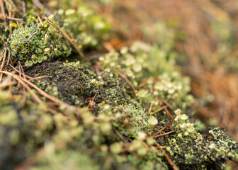 abstract bog moss, lichen and grass texture, bog vegetation, suitable for background