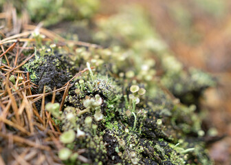 abstract bog moss, lichen and grass texture, bog vegetation, suitable for background