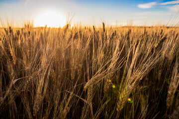 Wheat fields in North Dakota with sunflare