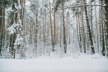 Landscape of a snow-covered pine forest in a snowfall