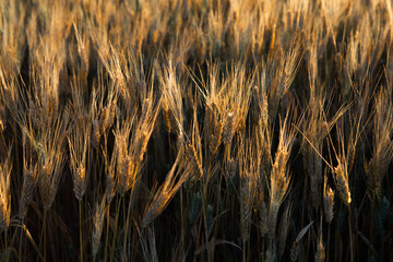 Close up of a wheat field in North Dakota