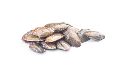 Flower clam on a white background