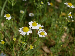 Flowers of chamomile in the meadow on a sunny day. The growth of medicinal plants in the natural environment. Raw materials for folk medicine.