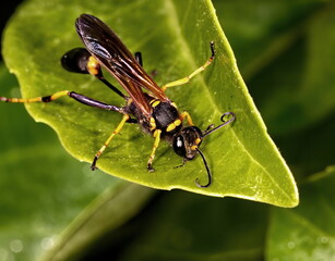 Macro photograph of a Black and yellow mud dauber standing on a green leaf.