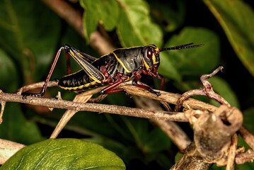 A macro photograph of a young Eastern lubber grasshopper on a bush of choice for the eating.