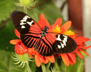 Piano key butterfly perched on a grouping of orange flowers. Heliconius Melpomene.