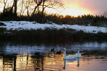 ペアの白鳥と夕焼けの越辺川／コハクチョウ飛来地（埼玉県川島町）