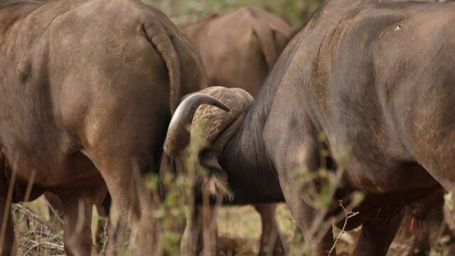 Graphic and sexual: Cape Buffalo penis arousal as he smells cow estrus