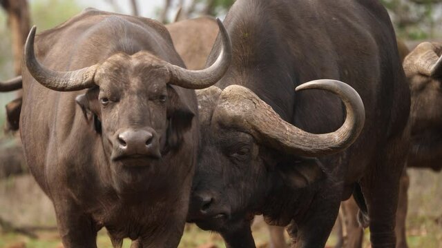 African Cape Buffalo bull lovingly nuzzles cow while both chew cud