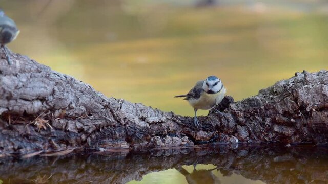 parus major drinking and cooling off in a pool of water