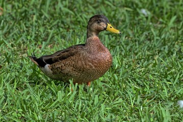 Naklejka na ściany i meble A juvenile male Mallard duck posing against green grass. Anas platyrhynchos.