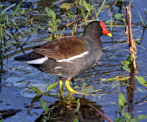Red and yellow beaked Common gallinule wading in shallow water. Gallinula galeata.