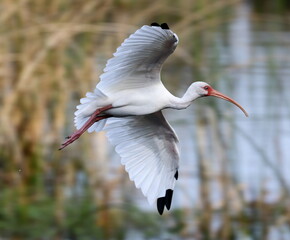 Flying American white ibis with wings spread. Eudocimus albus.