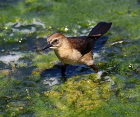 Female Boat-tailed grackle looking inquisitive. Quiscalus major.