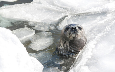 The young seal to looks out the ice crack of Antarctic.