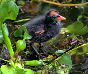 A single Moorhen chick with red beak standing in green foliage