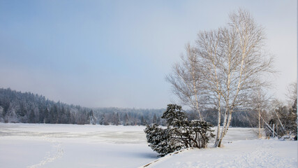 Birke in einer Winterlandschaft