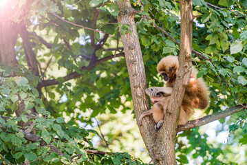 monkeys sitting on a tree looking for fleas on them world sun. animal species