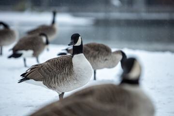 Canadian goose in German park at snowy day