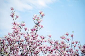 magnolia flower on a background of blue sky.