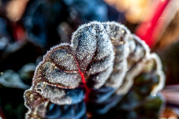 Frost on the leaves of a chard plant in the winter.