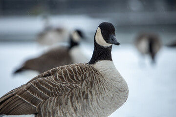 Canadian goose in German park at snowy day