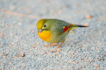 可愛い小鳥ソウシチョウ
